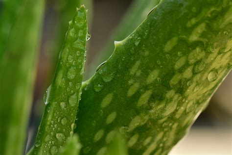 蘆薈養殖|在家種植蘆薈的指南：如何輕鬆種植蘆薈並享受其美容和健康益處